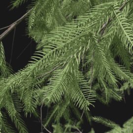 Alternative view of Norway Spruce (v1)