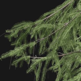Alternative view of Norway Spruce (v2)