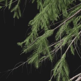 Alternative view of Norway Spruce (v3)