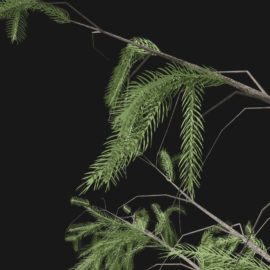 Alternative view of Norway Spruce (v4)