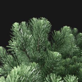 Alternative view of Mountain Pine (v2)
