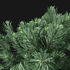 Alternative view of Mountain Pine (v4)