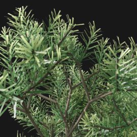 Alternative view of Stone Pine (v4)