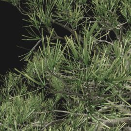 Alternative view of Scots Pine (v1)