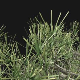 Alternative view of Scots Pine (v2)