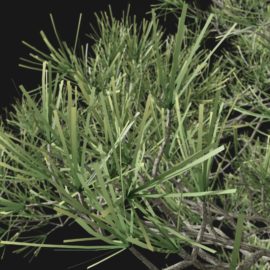 Alternative view of Scots Pine (v3)