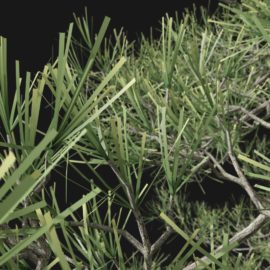 Alternative view of Scots Pine (v4)