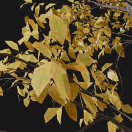 Alternative view of White Oak (v1)