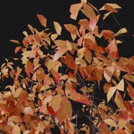 Alternative view of White Oak (v2)