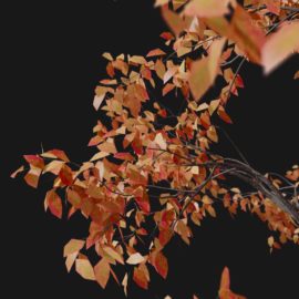 Alternative view of White Oak (v3)