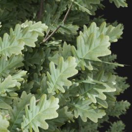 Alternative view of English Oak (v1)