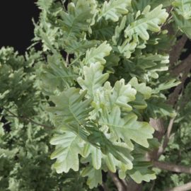 Alternative view of English Oak (v2)