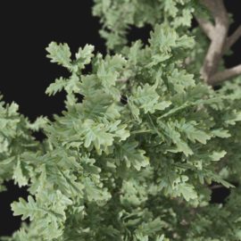 Alternative view of English Oak (v3)