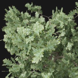 Alternative view of English Oak (v4)