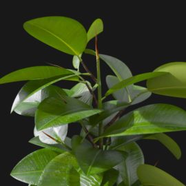Alternative view of Rubber Plant (v1)