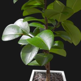 Alternative view of Rubber Plant (v2)