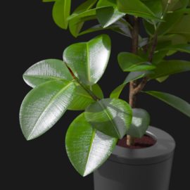Alternative view of Rubber Plant (v3)