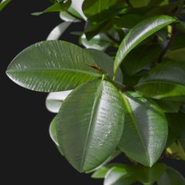 Alternative view of Rubber Plant (v4)