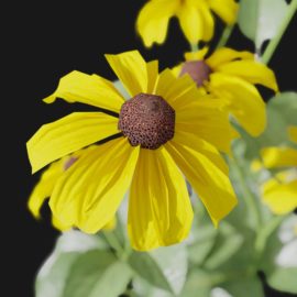 Alternative view of Coneflower (v1)