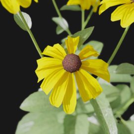 Alternative view of Coneflower (v2)