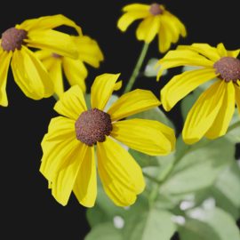 Alternative view of Coneflower (v3)