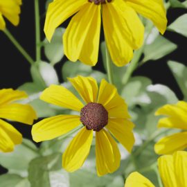 Alternative view of Coneflower (v4)