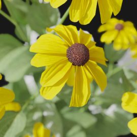 Alternative view of Coneflower (v5)