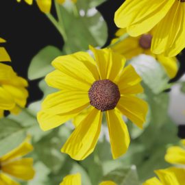 Alternative view of Coneflower (v6)