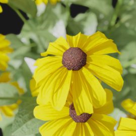 Alternative view of Coneflower (v7)