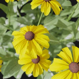 Alternative view of Coneflower (v8)