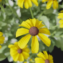 Alternative view of Coneflower (v9)