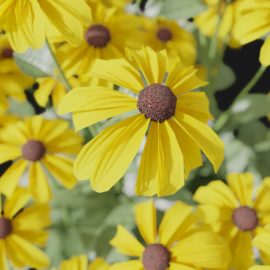 Alternative view of Coneflower (v10)