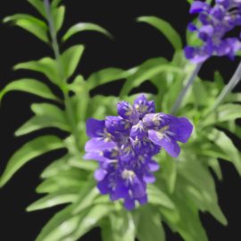 Alternative view of Sage Flower (v1)