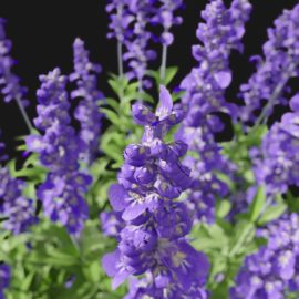 Alternative view of Sage Flower (v10)