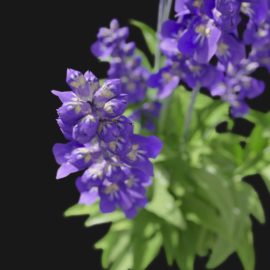 Alternative view of Sage Flower (v2)