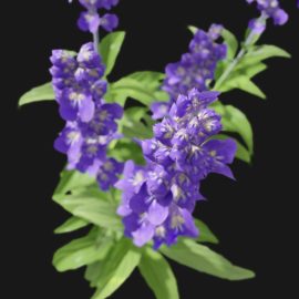 Alternative view of Sage Flower (v3)