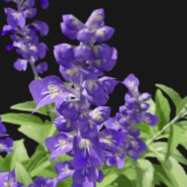 Alternative view of Sage Flower (v4)