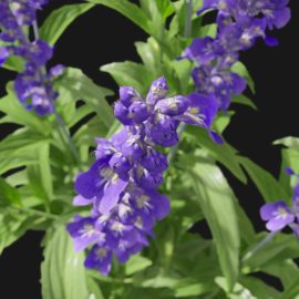 Alternative view of Sage Flower (v5)