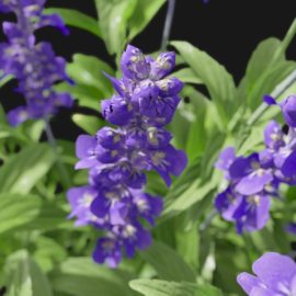 Alternative view of Sage Flower (v6)