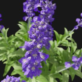 Alternative view of Sage Flower (v7)