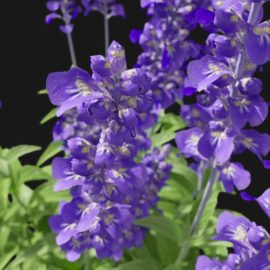 Alternative view of Sage Flower (v8)