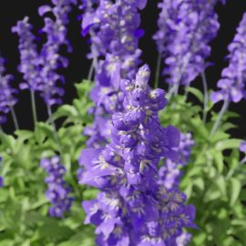 Alternative view of Sage Flower (v9)