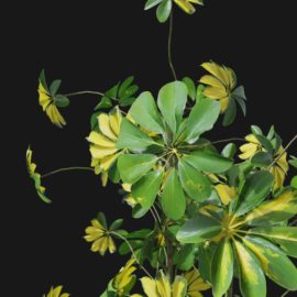 Alternative view of Dwarf Umbrella (v1)