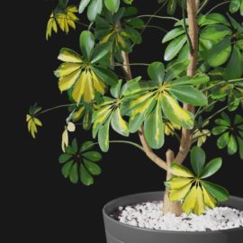 Alternative view of Dwarf Umbrella (v2)