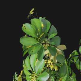 Alternative view of Dwarf Umbrella (v3)