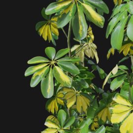 Alternative view of Dwarf Umbrella (v4)