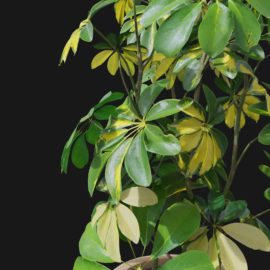 Alternative view of Dwarf Umbrella (v5)