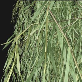 Alternative view of Weeping Willow (v1)