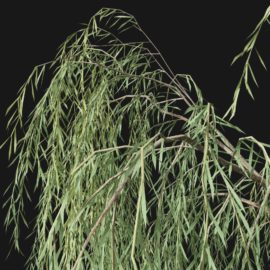 Alternative view of Weeping Willow (v2)