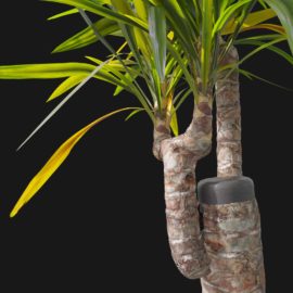 Alternative view of Yucca (v1)